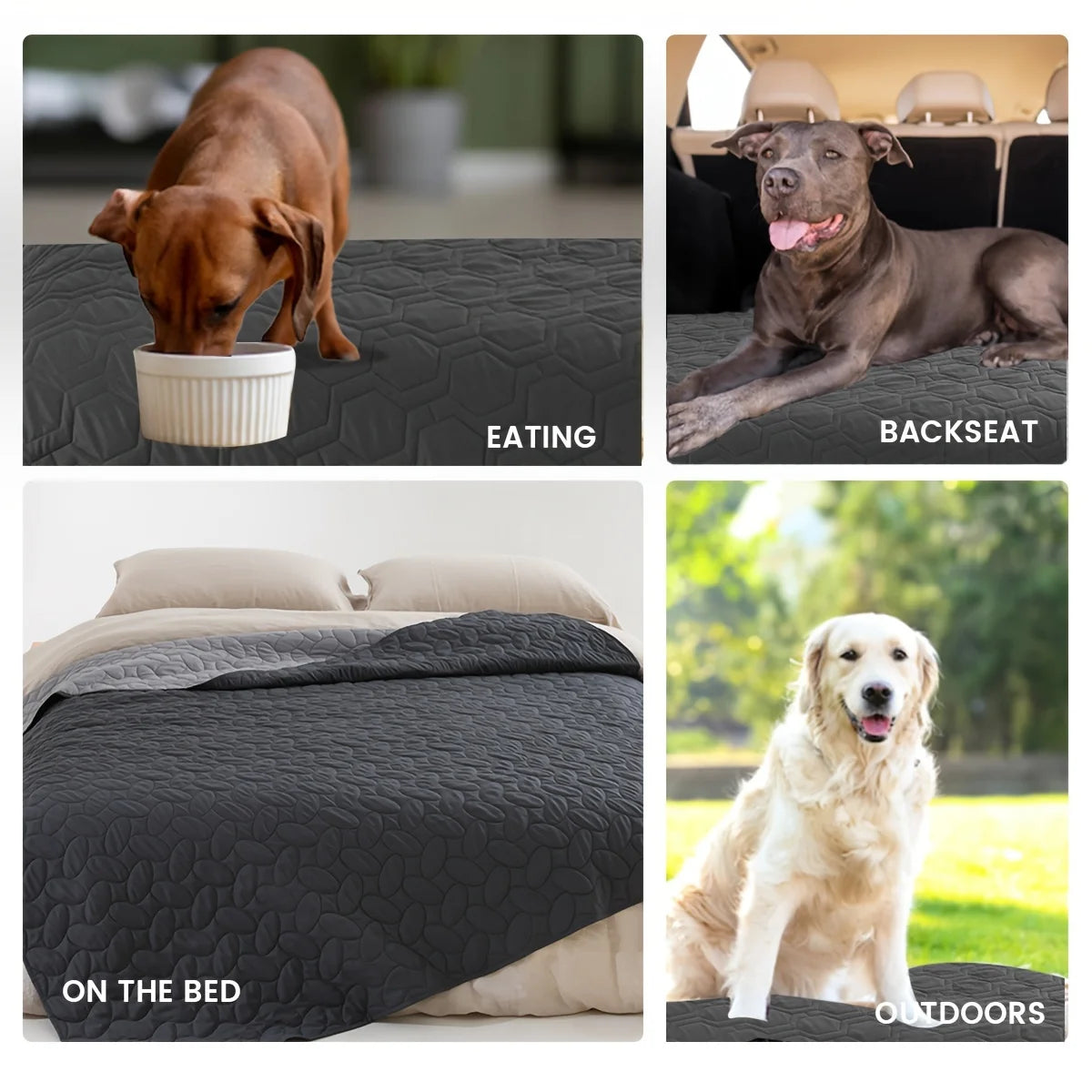 Collage of a dog eating, lying in the backseat, on a bed, and outdoors with a quilt.